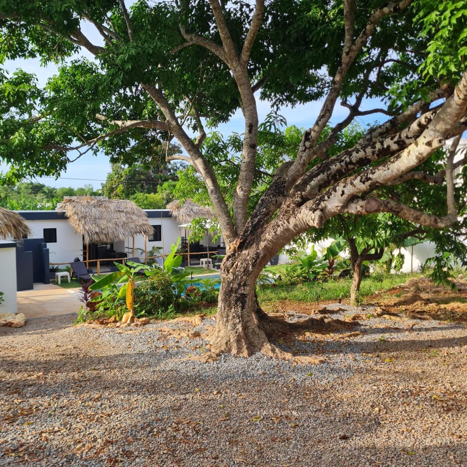 Bungalows Colibri Las Galeras Exterior photo