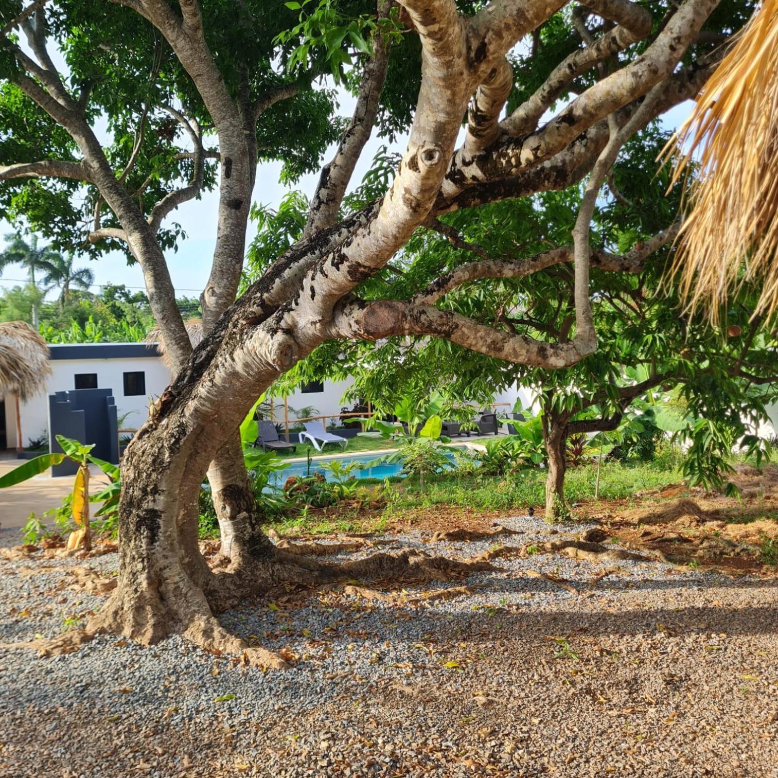 Bungalows Colibri Las Galeras Exterior photo